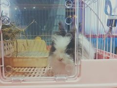 -藦茜花园宠物主题亲子互动体验馆(国顺东路店)