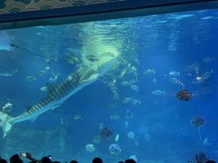 -烟台海昌鲸鲨海洋公园