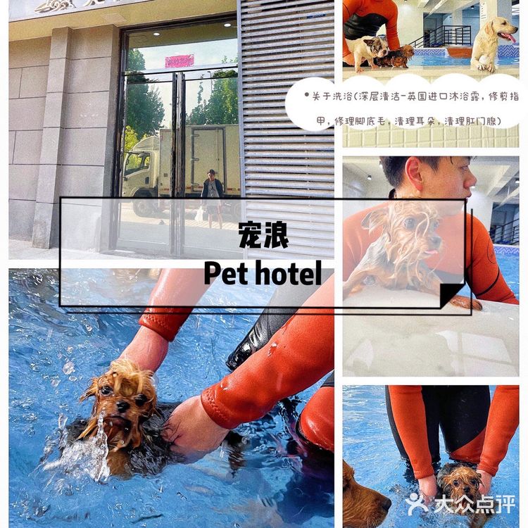 郑州探店|郑州最大宠物游泳池|宠浪hotel|