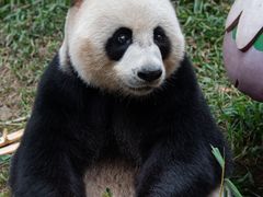 -广州长隆野生动物世界
