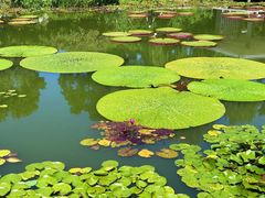 -国家植物园南园