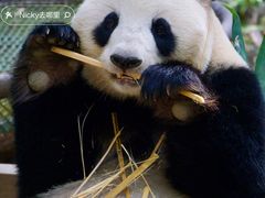 -广州长隆野生动物世界