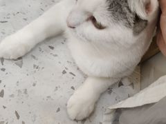 -喵园·猫主题咖啡厅·撸猫·猫咖(国贸店)