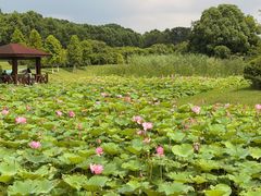 -宜兴龙背山森林公园