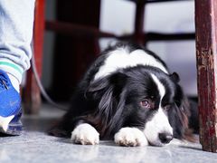 -锦江中华村农家乐饭庄