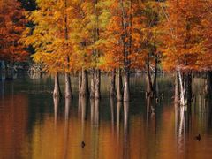 -白鹭湾湿地公园