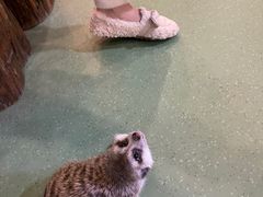 -藦茜花园宠物主题亲子互动体验馆(国顺东路店)