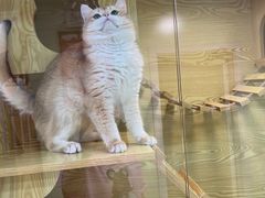 -猫十亿·布偶金渐层·曼基康矮脚猫舍(青年路店)