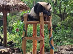 -广州长隆野生动物世界