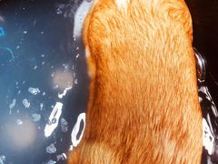 -Goku PET SHOP宠物视觉生活馆(双井店)