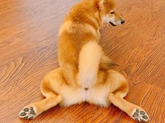 -豆柴町-柴犬主题狗咖(红鼎国际C座店)