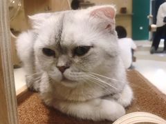 -飞行喵MR PILOT|猫舍·猫咖(静安大融城店)
