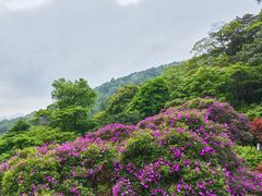 -广州市石门国家森林公园