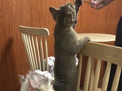 -楼上猫咖(罗湖店)