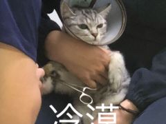-喜多萌中农锦绣动物医院24H·猫科·牙科MRI·CT