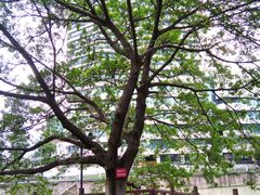 -成都市活水公园