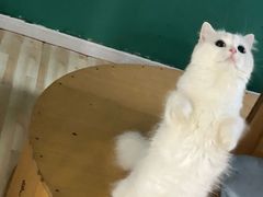 -柚子猫舍·精品猫舍购猫·猫咪认养·购宠·宠物店