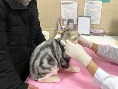 -北京观赏动物医院·24小时大型综合·猫专科·异宠专科