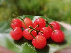 -樱桃山旅游景区