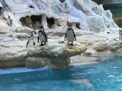 -帝企鹅自助餐厅•儿童岛•真企鹅(长隆企鹅酒店)