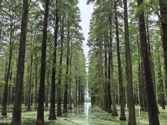 -渌洋湖湿地公园