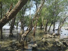 -宝安西湾红树林湿地公园