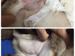 -纳吉亚猫专科动物诊疗中心(蒋宅口分院)