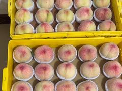 -老袁家蜜桃农场·阳山水蜜桃