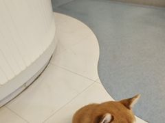 -奈斯宠物医院·核磁CT·异宠专科·内镜(中南店)