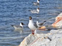 -青海湖国家重点风景名胜区
