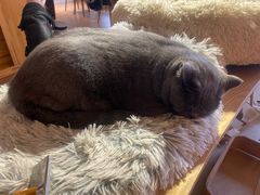 -猫咖时代(中山亭店)