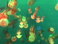 -多彩贵州城极地海洋世界