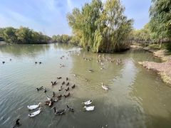 -西安浐灞国家湿地公园