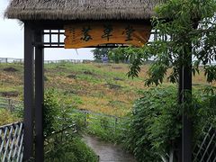 -大塘金香草谷