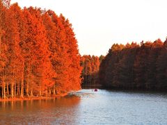 -上海海湾国家森林公园