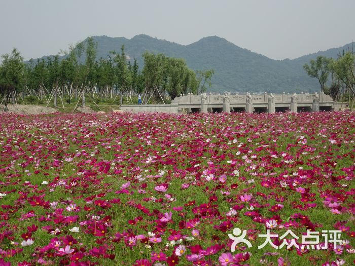 湘湖花海圖片 - 第12張