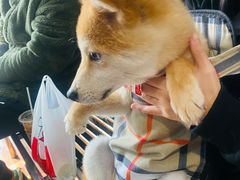 -瑞派动物医院·绝育·犬猫全科·预防医学(光景江南中店)