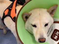 -顺强宠物诊所·狂犬免疫·夜诊·骨科(嘉定店)