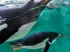 -珠海长隆海洋王国