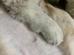 -宠颐生宠物医院外科·内科·皮肤科·影像科(石龙店)