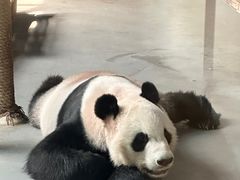 -东莞香市动物园
