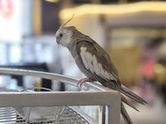 -深圳鸟咖鹦花岛