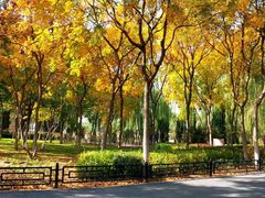 -大兴滨河森林公园