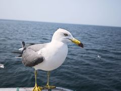 -海驴岛(荣成市)