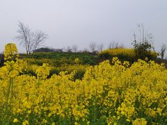 -蜀绣公园