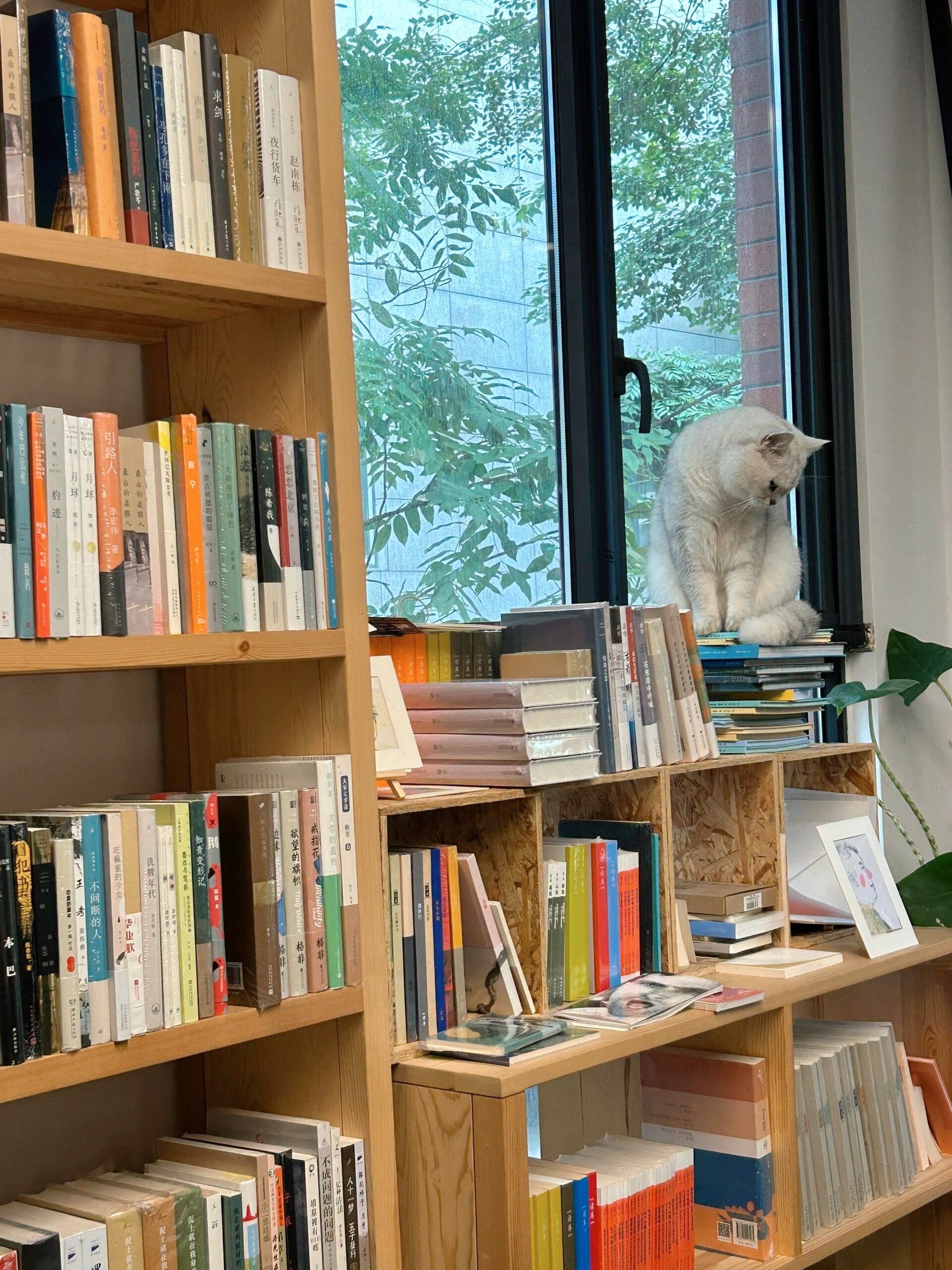 躲进杭州这家书店,与猫咪共度冬日阅读时光!