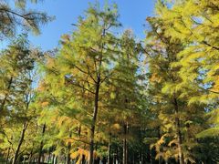 -昆山城市生态森林公园