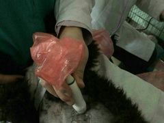 android_upload_pic-康乐宝动物医院