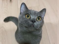 -Bastet sally猫舍购宠(静安店)