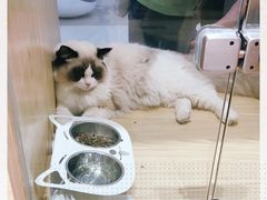 -屋虎猫馆(宝安大仟里店)